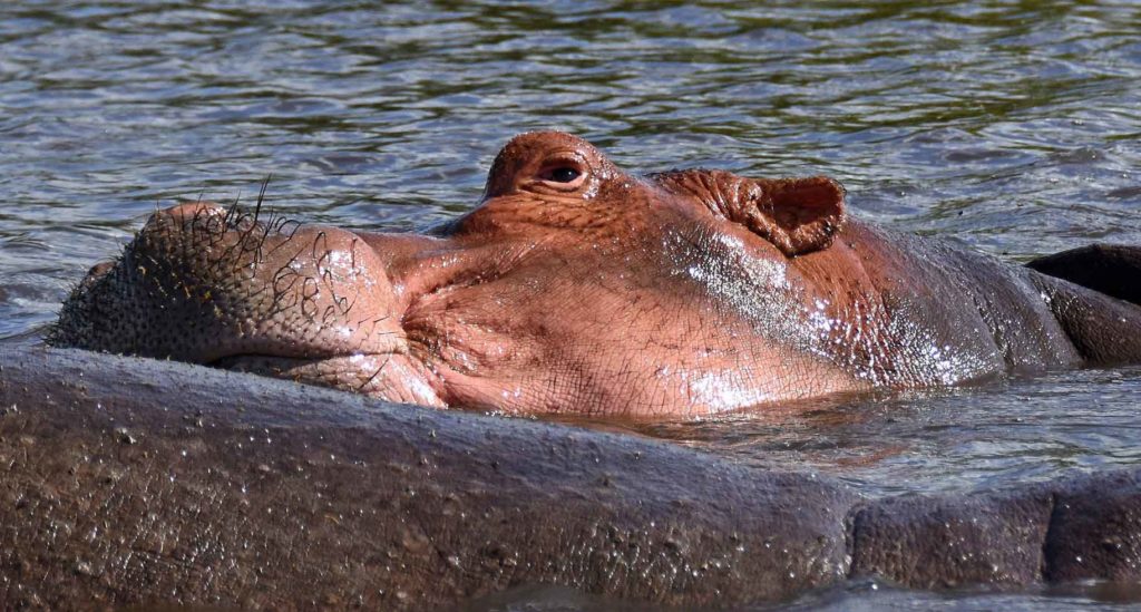 Retima Hippo Pool