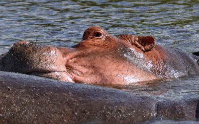 Retima Hippo Pool