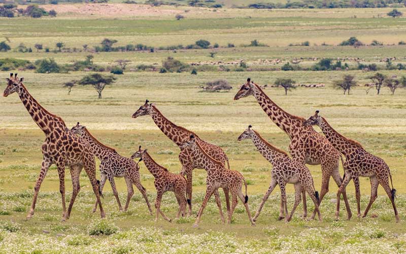 africa-nature-photography-tanzania-safari-experience