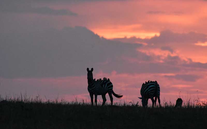 africa_nature_photography_and_safaris_choose_safari