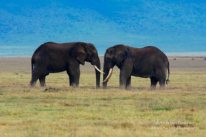 Elephant at Ngorongoro Crater