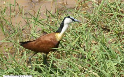 African Jacana – A bird of its own empathetic