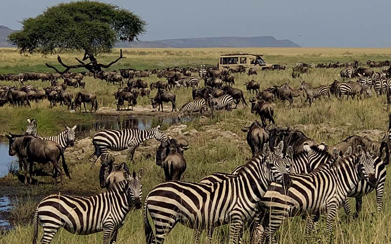 Ndutu Migration Safari